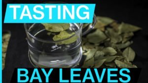 Thumbnail image for bay leaf tasting video embedded from YouTube