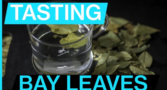 https://explorers.kitchen/wp-content/uploads/2019/03/tasting-bay-leaves-692x376.jpg